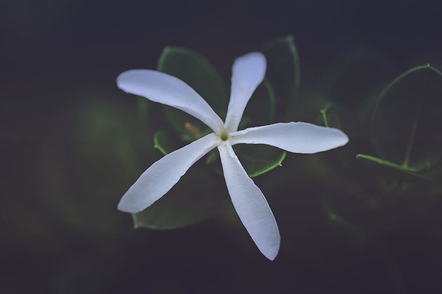 mexico, punta mita, flower, beautiful, white, tree, green, nature HD wallpaper
