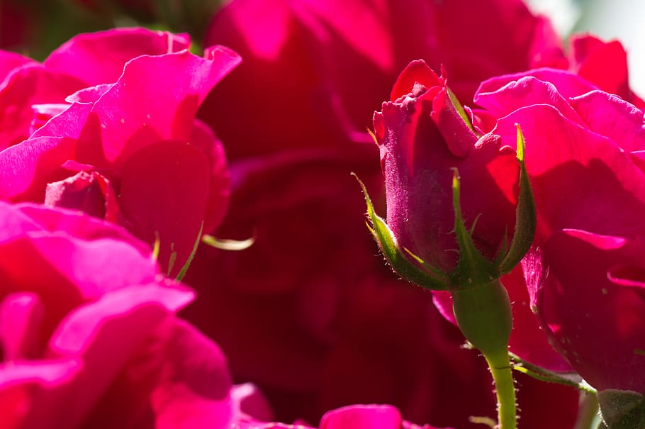 germany, gröbenzell, red, rosebud, flowers, purple, flowering plant, HD wallpaper