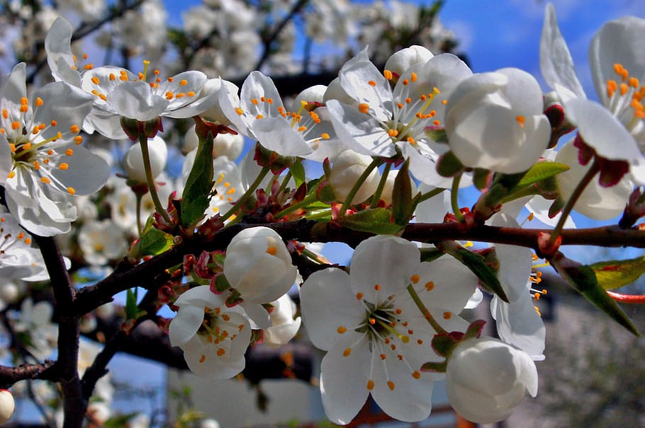flower, cherry, tree, branch, nature, blooming, at the court of HD wallpaper