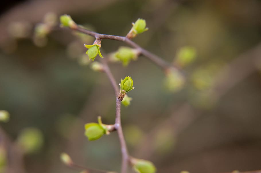 branch, bud, spring, tree, nature, germ, green, leaf, young shoot HD wallpaper