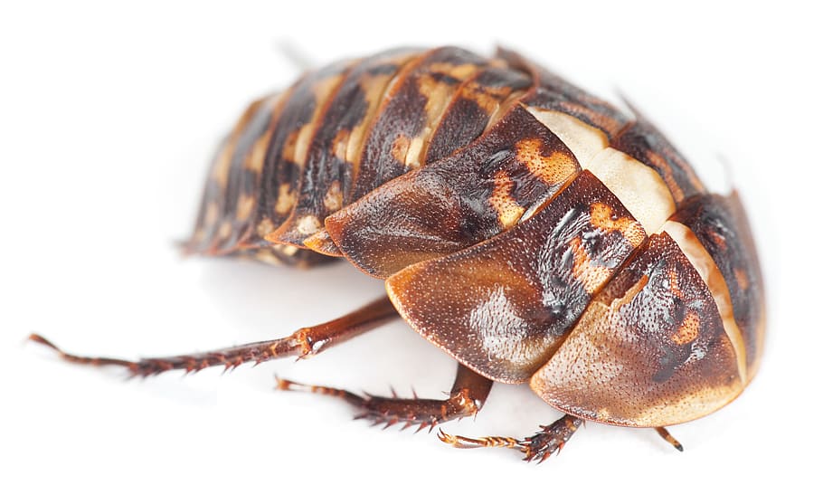 beetle, bug, cockroach, white, white background, animal, cut out, HD wallpaper