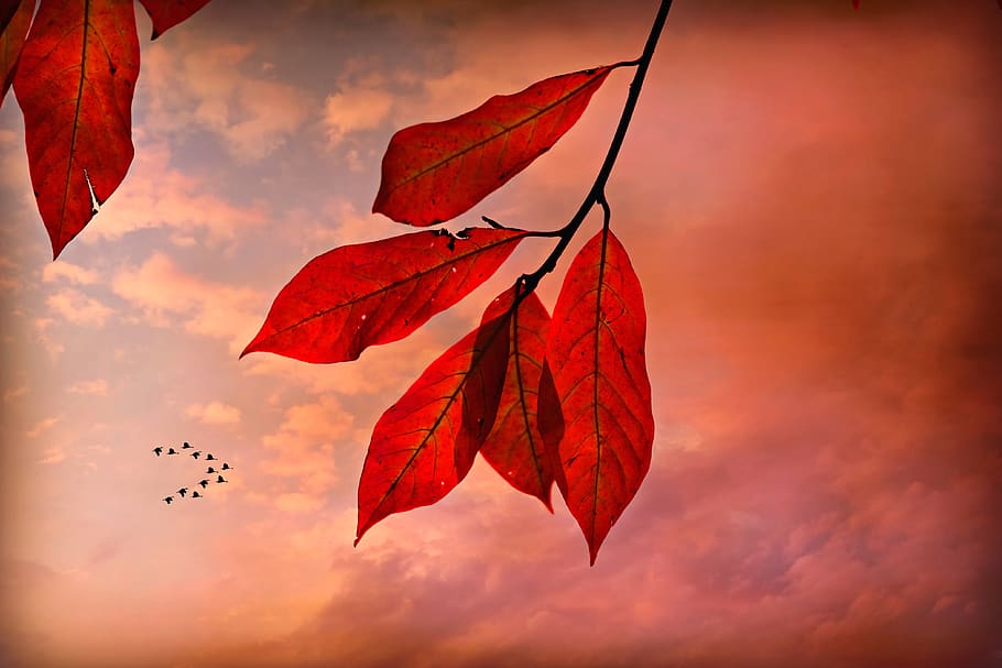 autumn leaf, vein, pattern, twig, foliage, colorful, skies HD wallpaper