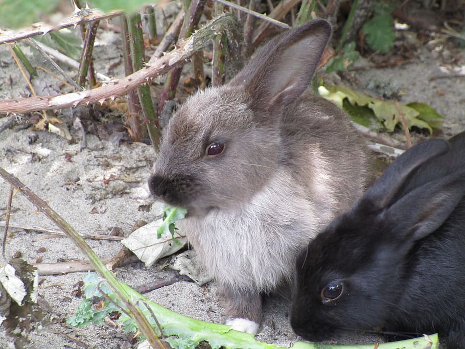 bunny, rabbit, white, brown, black, pair, jericho beach, summer HD wallpaper