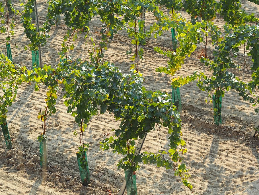 vineyard, grapes, vine leaves, wine, green, wine region, winegrowing, HD wallpaper