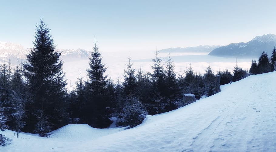 pine trees on snow terrain, buchs, buchserberg, schweiz, sea of fog HD wallpaper
