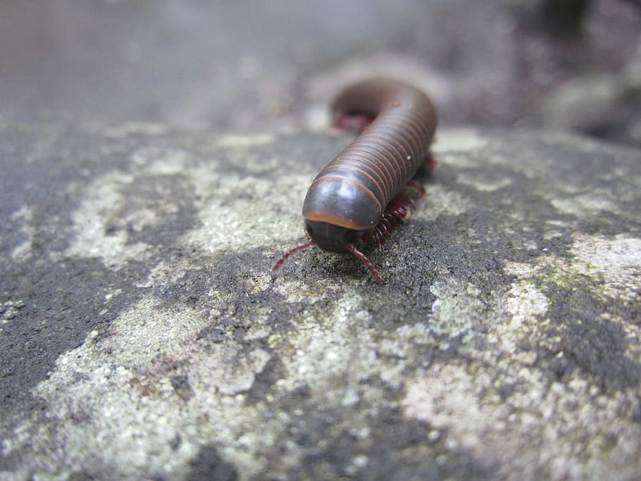insect, millipede, nature, hiking, critter, bug, creepy, crawly, HD wallpaper