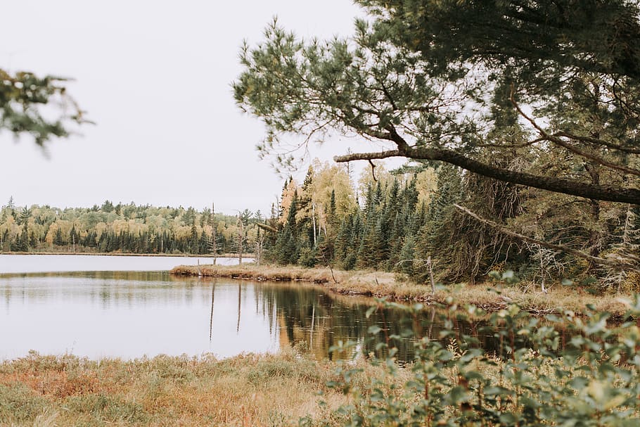 united states, grand marais, gunflint trail, tree, plant, water, HD wallpaper