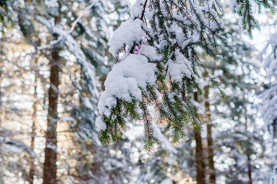 icy leaf, tree, plant, abies, fir, conifer, pine, animal, bird HD wallpaper