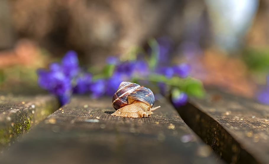 snail, nature, shell, spiral, animal, garden, invertebrates HD wallpaper