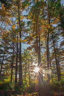 light, flare, sunlight, nature, forest, tree, plant, houghton HD wallpaper