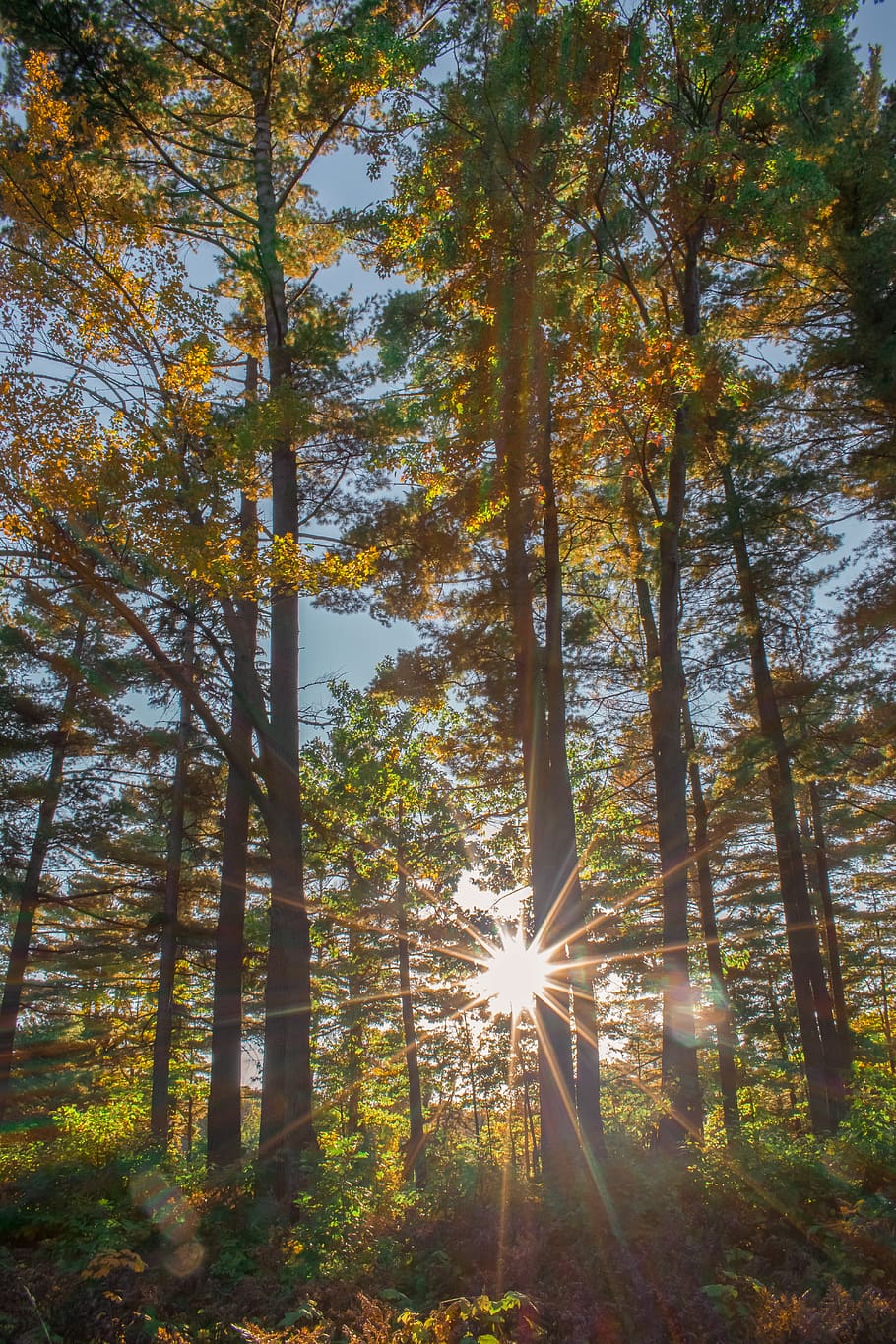 light, flare, sunlight, nature, forest, tree, plant, houghton HD wallpaper