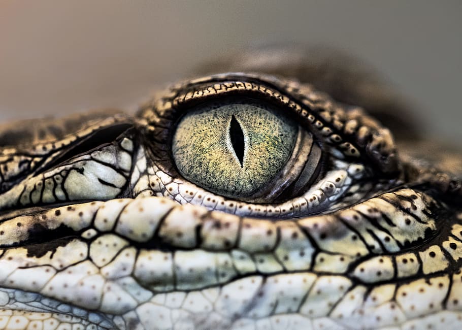 macro photography of crocodile eye, alligator, reptile, scale, HD wallpaper