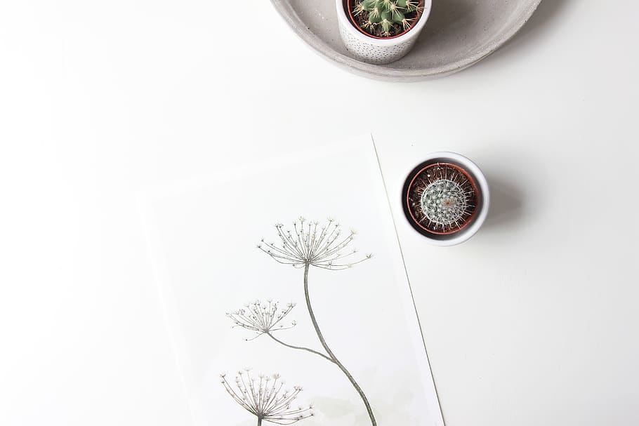 green cactus, plant, indoors, no people, studio shot, nature HD wallpaper