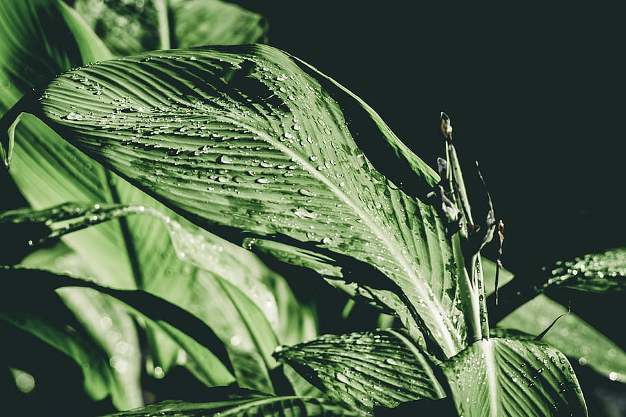 leaf, jungle, forest, foliage, botany, outdoor, nature, green HD wallpaper