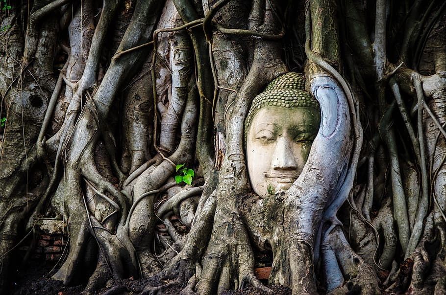 Buddha Statue Overgrown by Tree Roots, buddhism, religion, asia, HD wallpaper