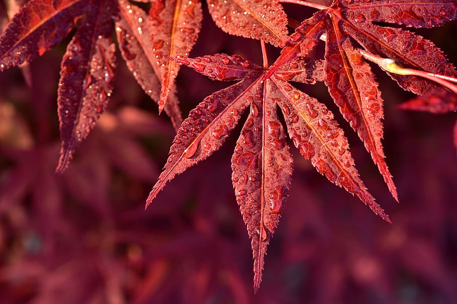 maple leaves, red maple, fine, tender, ornamental maple, nature HD wallpaper