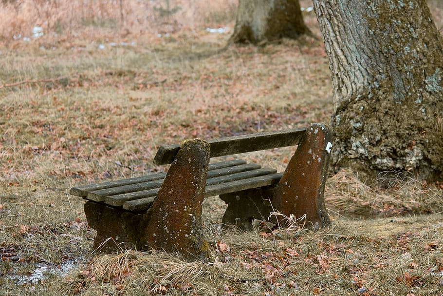 tranquility base, wooden bench, bank, autumn, glade, rest, recovery