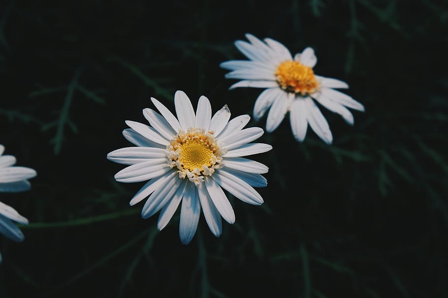 two white daisy flowers, flowering plant, fragility, vulnerability HD wallpaper