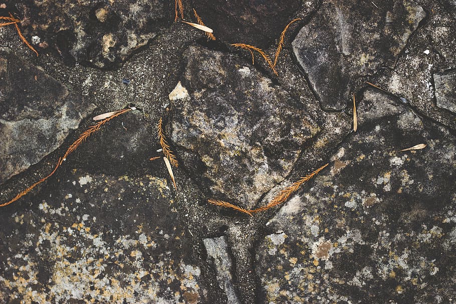gray tree root, no people, close-up, high angle view, nature HD wallpaper