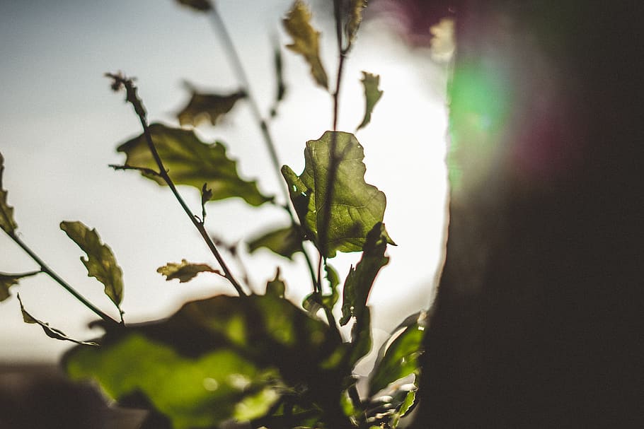 netherlands, ede, edese heide, dof, tree, leaf, sun, summer HD wallpaper