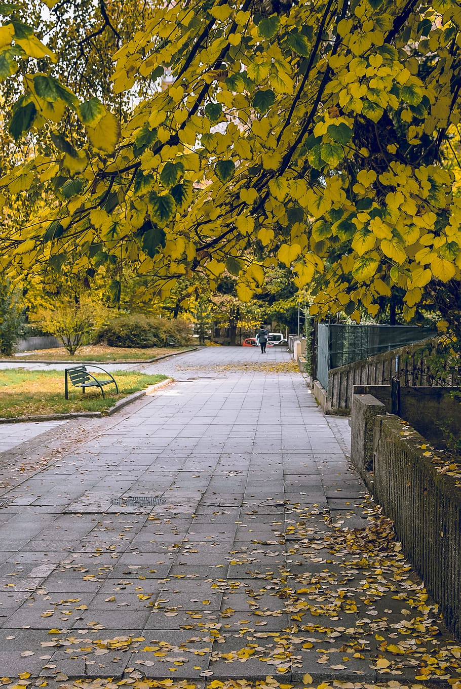Leaves on Pavement Beside Fence, bench, bright, colors, daylight HD wallpaper