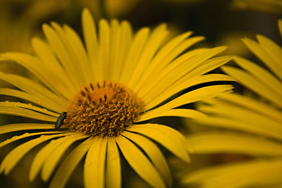 flower, raindrop, flowering plant, yellow, freshness, flower head HD wallpaper