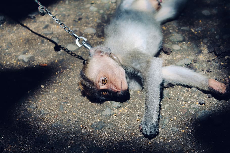 gray monkey lying on gray soil, mammal, one animal, no people HD wallpaper