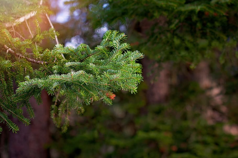 conifer, nature, tree, green, thorn, thorny, plant, green color HD wallpaper