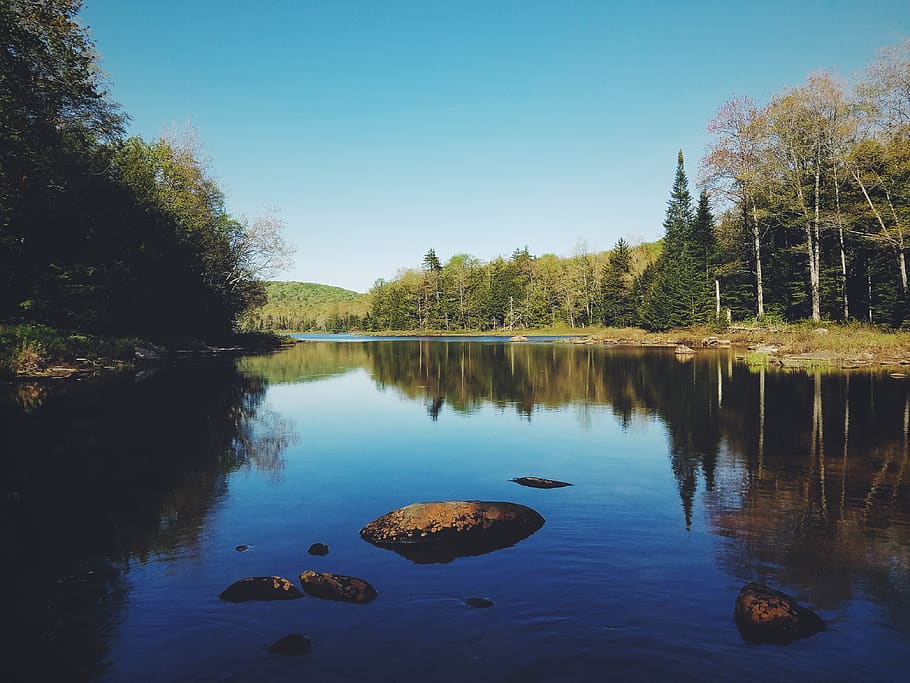lake, trees, forest, water, reflection, plant, beauty in nature HD wallpaper