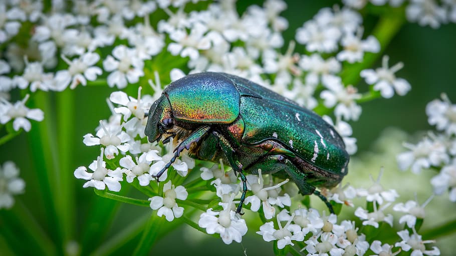 bespozvonochnoe, insect, coleoptera, beetle, chafer, flower, HD wallpaper
