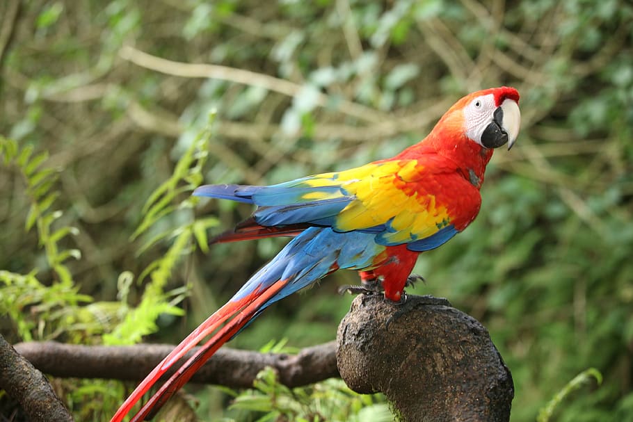 birds, exotic, waterfall, hawaii, macaw, parrot, nature, vertebrate