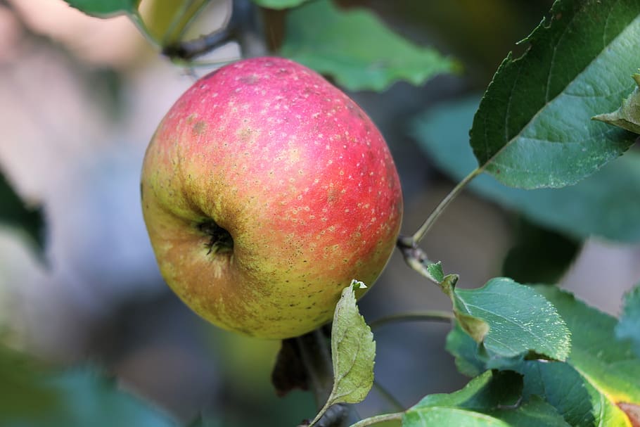 apple, red boscoop, fruit, fresh, delicious, tasty, vitamin HD wallpaper