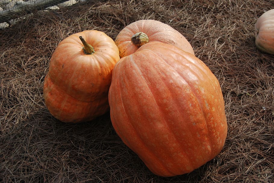 pumpkin, vegetable, huerta, food and drink, wellbeing, healthy eating HD wallpaper