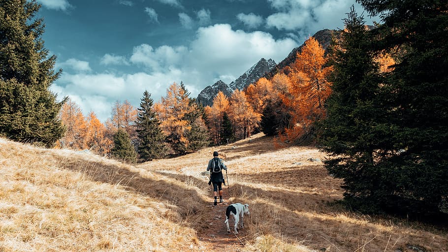 man walking on pathway, tree, autumn, plant, one person, real people HD wallpaper