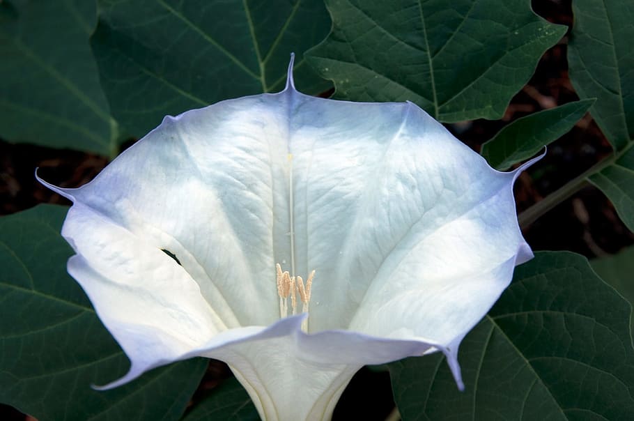 datura, wrightii, fresh, flower, nature, fragrance, garden HD wallpaper