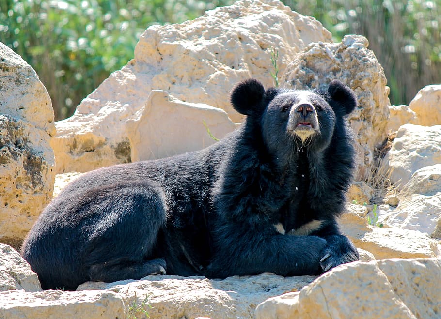 bear, mammal, cry, animals, predator, cute, fur, animal themes HD wallpaper