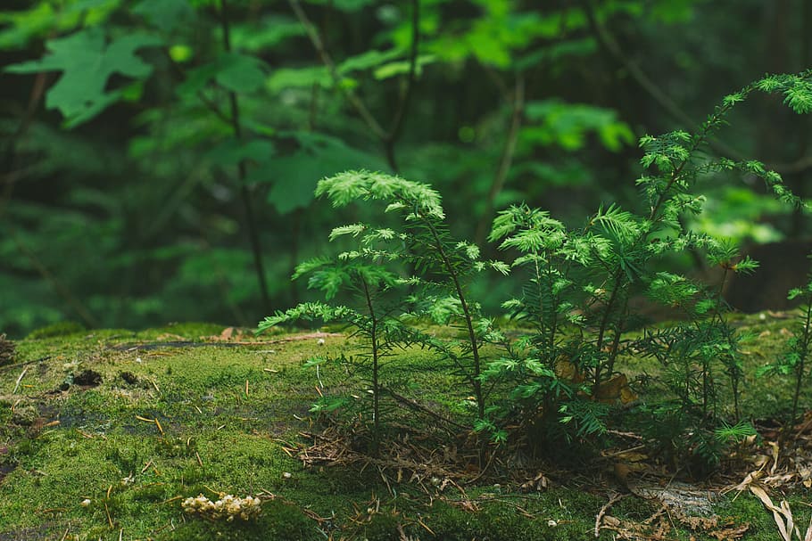tree, forest, branch, plant, leaf, flower, moss, green, jungle HD wallpaper