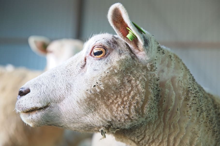 sheep, mammal, wool, farm, stable, animal, animal themes, one animal HD wallpaper