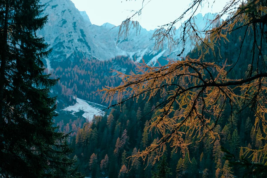 High Angle View of Pine Tree Covered Terrain, branch, conifer HD wallpaper
