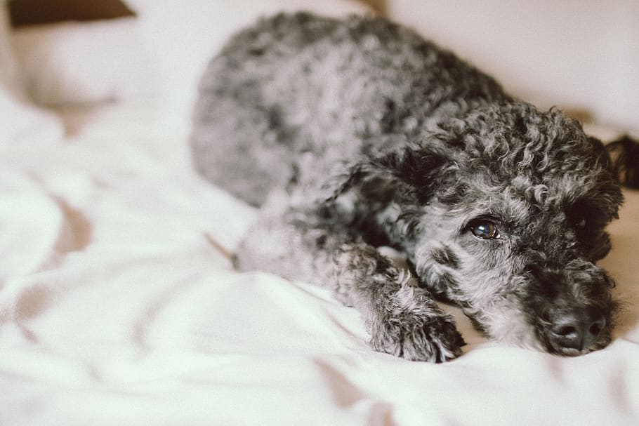bed, sheet, blanket, room, pet, animal, puppy, dog, pets, domestic HD wallpaper
