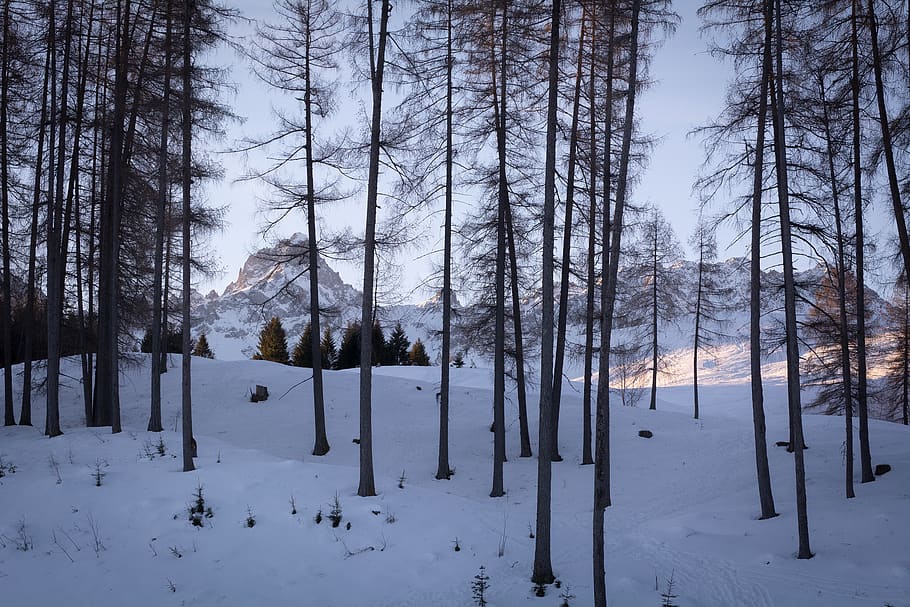 landscape, winter, snow, wintry, trees, kahl, mountains, nature HD wallpaper