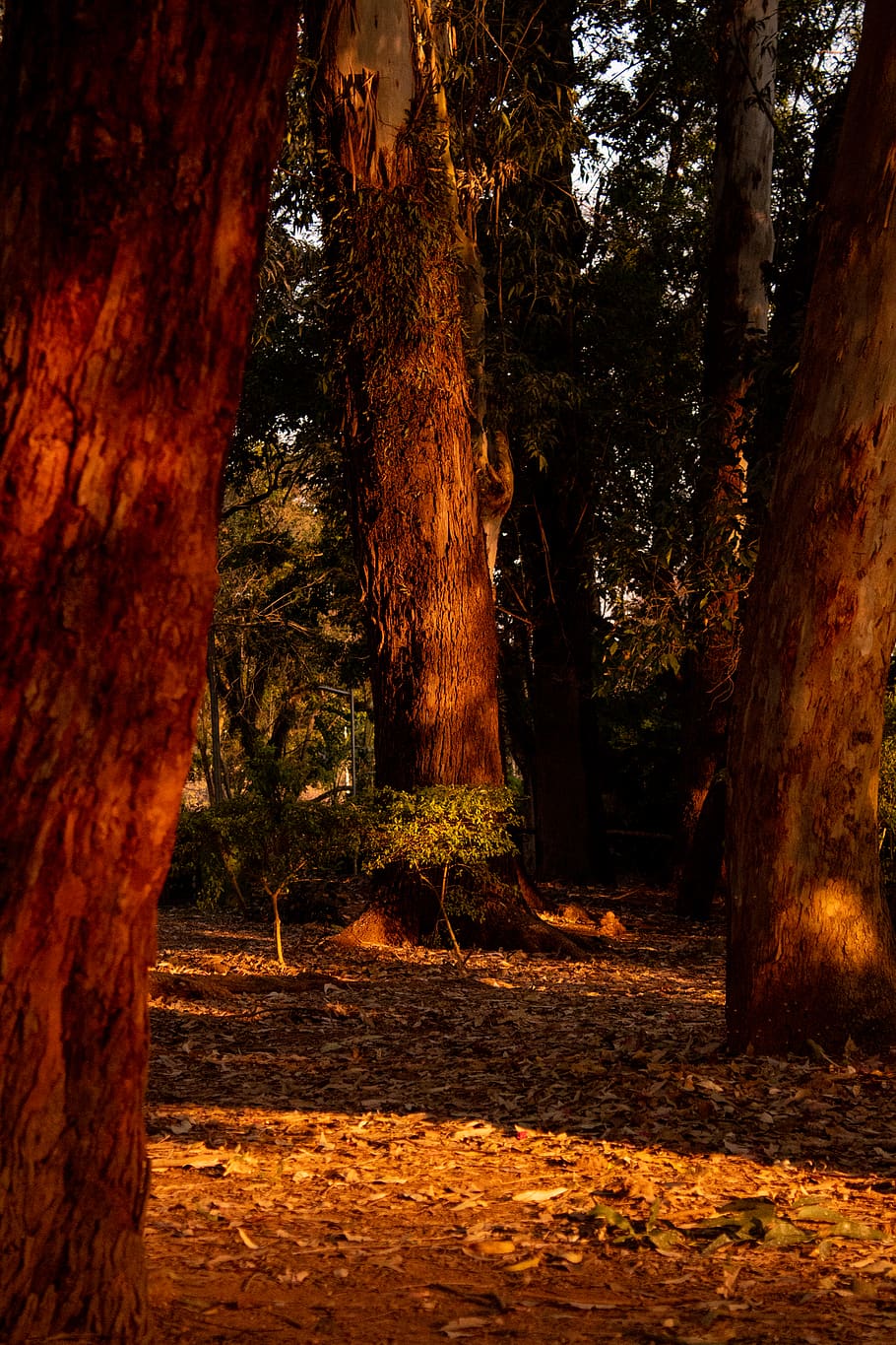 forest, tree, plant, tree trunk, land, nature, tranquility HD wallpaper