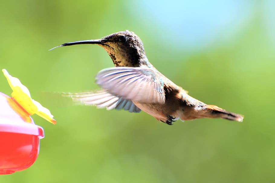 hummingbird, feeding, garden, flight, nectar, summer, animal HD wallpaper