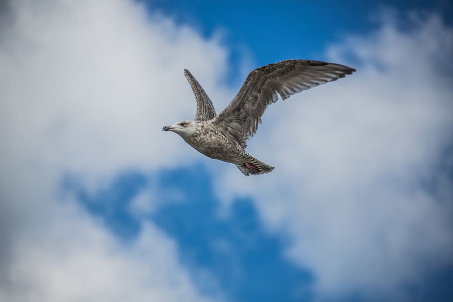 germany, seagull, bird, flying, sky, dom, spread wings, animals in the wild HD wallpaper