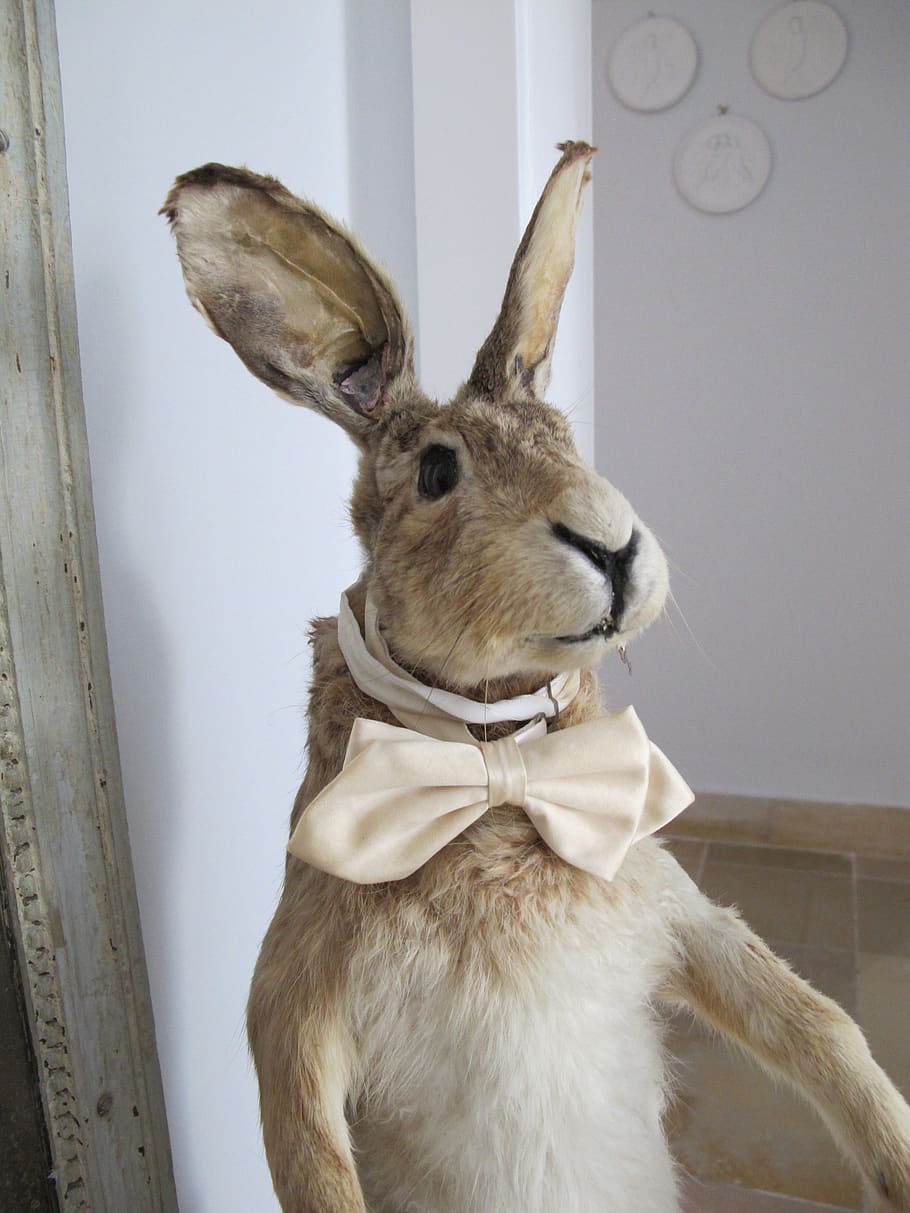 germany, hanover, bunny, rabbit, easter, bowtie, mammal, one animal HD wallpaper