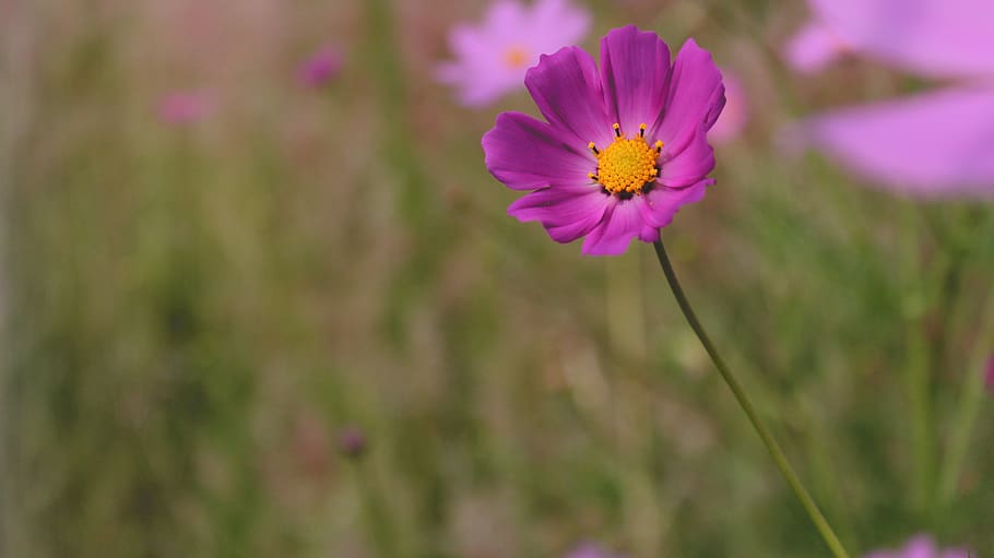 flower, pink, macro, nature, yellow, flowering plant, beauty in nature HD wallpaper