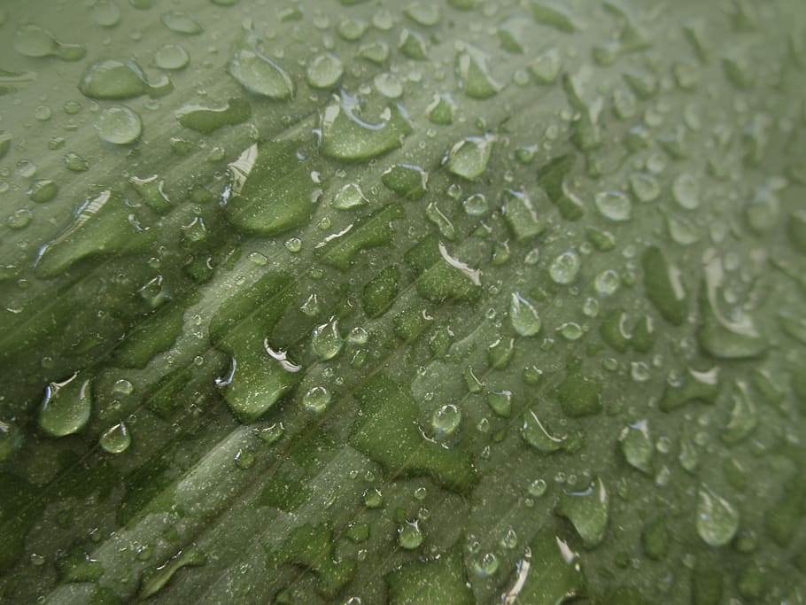 leaf, green, nature, water, plant, drop, rain, wet, full frame HD wallpaper