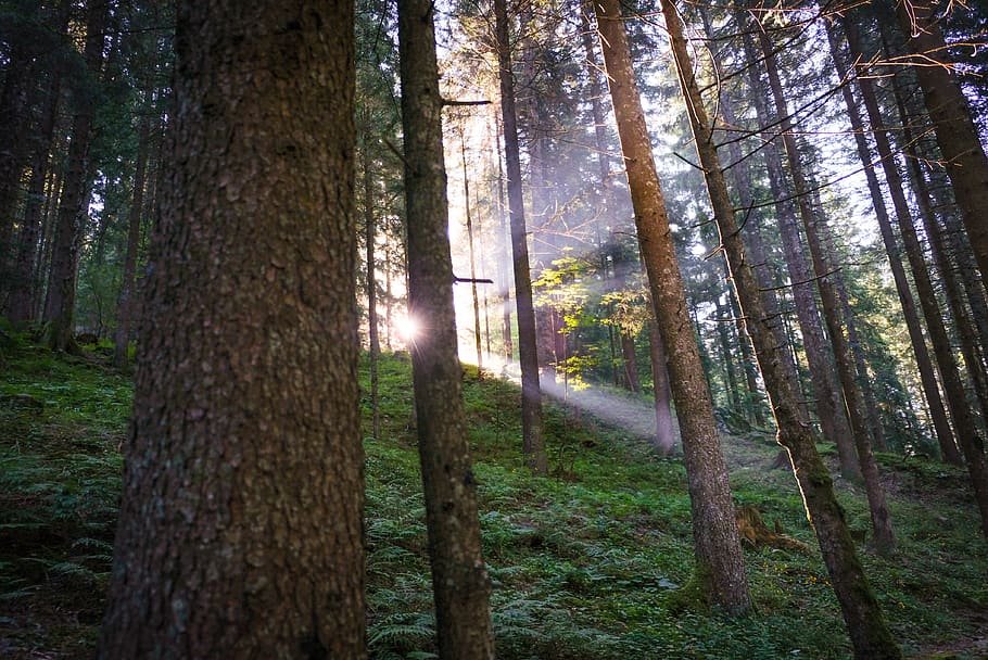 forest photo during daytime, tree, land, plant, tree trunk, woodland HD wallpaper