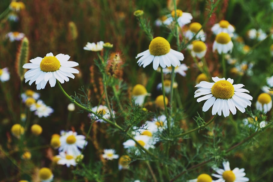 white flowering plant, freshness, fragility, vulnerability, growth HD wallpaper