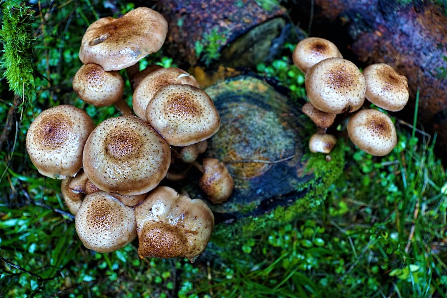 mushrooms, nature, eat, poison, toxic, brown, delicious, poisoning